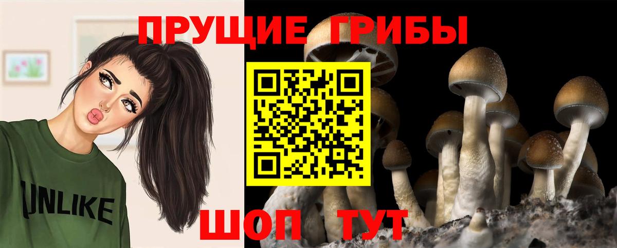 Галлюциногенные грибы прущие грибы  Псилоцибиновые грибы Cubensis  Саранск 